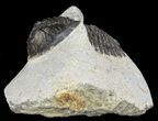 Bargain, Hollardops Trilobite - Morocco #62168-2